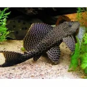 비파 10-15센티급 1마리 청소물고기 어항에 1마리는쯤은 필수적인 아이들 자루