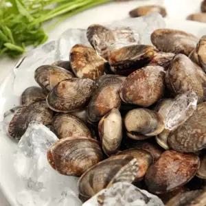 [바다담음] 통영 바지락 1kg