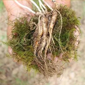 강원도 횡성 산양삼 7-8년근 정품 5뿌리