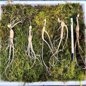 금산 12년근 산양삼 산삼 (5뿌리)