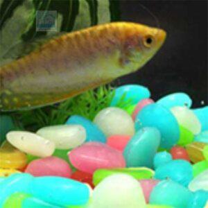 품뿜 자갈 인테리어50P 어항돌자갈