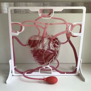 심장모형 혈액순환 펌프 과학교구 리얼한표현 학교 심장 및 혈액 순환 키트