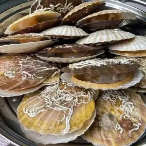 대왕 참가리비 살아있는 생물 가리비 큼지막한 사이즈 대왕가리비 1kg