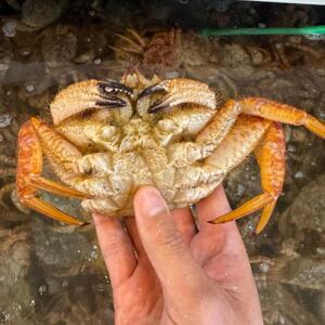 일본산 털게 1kg 3-5미 활 자숙 선택