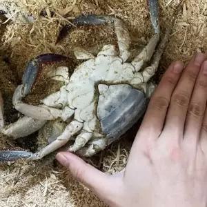 국내산 급냉 암꽃게 1kg 품질좋은 냉동 알배기 꽃게