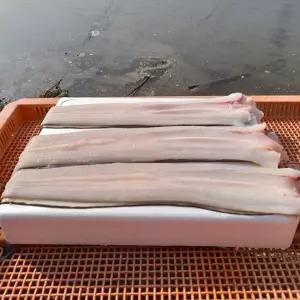 국내산 통영 바다장어 2kg