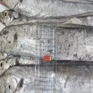 국내산 생물 갈치 3kg 13미 내외 제철 생선 구이 조림 반찬 밥도둑