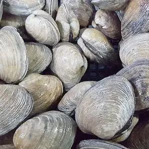 [지투지샵]활 대합조개 1kg