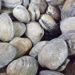 활 대합조개 1kg