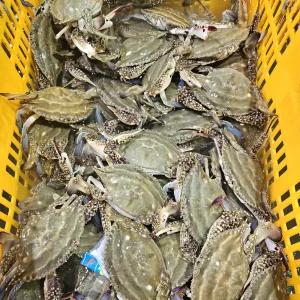 국내산 활꽃게 1kg 자연산 당일어획 서해안 암수혼합 랜덤