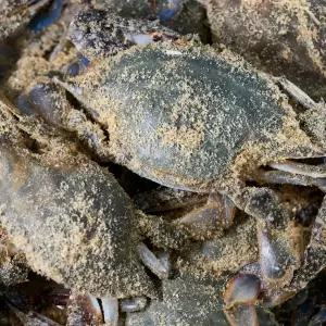 신진도 활 톱밥 꽃게 3kg 12미 내외 태안 제철꽃게