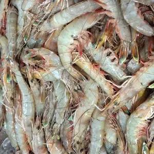 [신세계라이브쇼핑]25년 서해안 자연산 대하 1kg (대,28-30미내외)