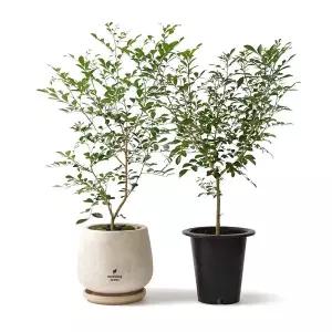 [아침향기]오렌지자스민 중대형 빈티지 frp 받침포함 항아리 거실화분 개업 인테리어 식물 실내화초