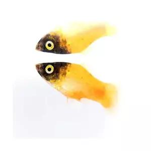 [주니멀열대어][난태생]범블비플래티 (3마리)관상어