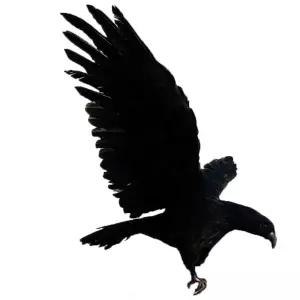 맹금류 모형 조류 가짜 참조 독수리 퇴치 옵션이미지 새