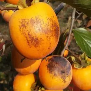 감나무묘목 거묵둥시 곶감나무 연시감 접목