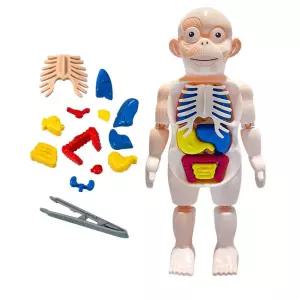 유치원 몸속장기 명칭 장기조립 미니 인체모형 장기역할 장기모형 간