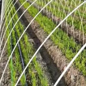 터널 자재 고추 강선 활대 상추 폴대 온실 농업용 조립식 막대