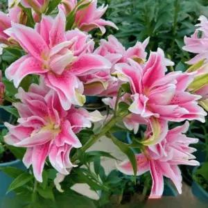 백합 노와 구근 4구 겹백합 향기백합 노지월동 여름 봄 꽃 개화용 야샹화 B05