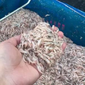 국내산 김장새우 김장용 생새우 동백하 급냉 500g