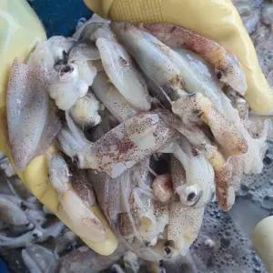 대짜 자연산 횟감 호래기 1kg 46미내외 생 꼴뚜기 생물 꼴뚜기 회 생물 호래기 회 호레기 횟감꼴뚜기