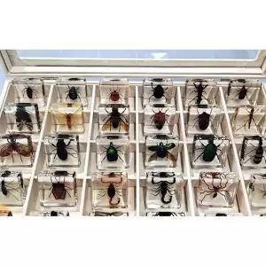 곤충표본 아크릴 곤충 모델 교육 액자 박제 실험실