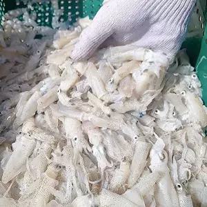 [셀러허브 식품]서해 활 호래기 500g 55미내외 생 꼴뚜기 생물 꼴뚜기 회 생물 호래기 회 호레기 횟감꼴뚜