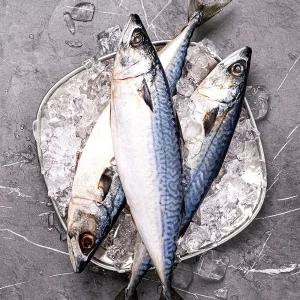 국내산 손질 자반고등어 10미 총 2.3kg 내외