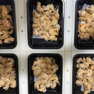 포항 손질 자숙 골뱅이 230g x 2팩