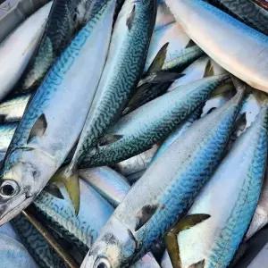 생물 급냉 통고등어 3미 (2kg내외) x 1팩