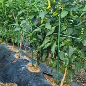 굵은 텃밭 화분 식물지지대 60cm 5P 식물지지대 화분지지대 화초지지대 오이지지대