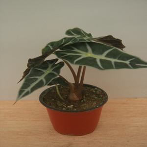 거북알로카시아 알록카시아  소나무길 1353