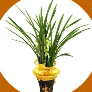 [고급동양난 2시간만 44500원에] 꽃대동양란 철골/산천보세/옥화/금화산 [전국꽃배달서비스]호접난/덴파레