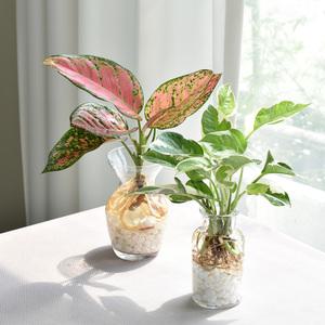 수경재배식물 플레어글라스 몬스테라 테이블야자 공기정화 식물키우기