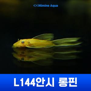 L144안시 롱핀 (3cm ~ 5cm미만)
