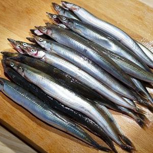 국내산 동해안 생물 양미리 1kg 30미내외 자연산양미리 산지발송