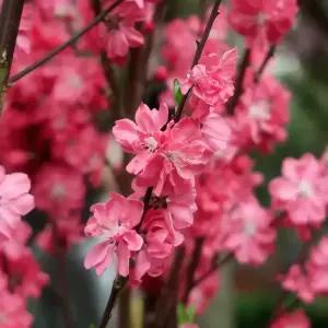 [충북농원] 홍도화 꽃복숭아나무 홍도화나무 묘목 - 1년생/접목묘