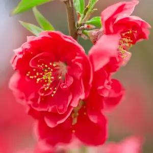 [충북농원] 남경도 꽃복숭아나무 홍도화나무 묘목 - 접목묘/포트묘