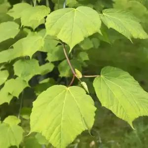 [충북농원] 벌나무 산청목 묘목 - 1년생~3년생/실생묘