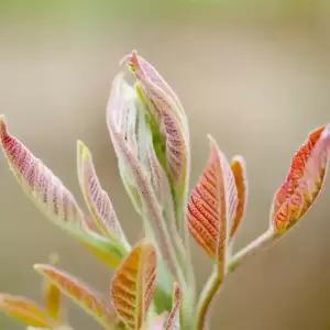 [충북농원] 참죽나무 (가죽나무) 묘목 - 2~3년생/실생묘