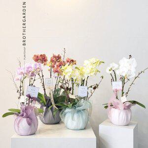 [브라더가든]서양란 서양난 동양란 호접란 축하난 개업화분 승진난 예단 상견례 환갑 보자기 배달