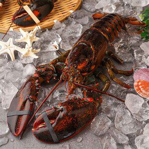 [자연맛남] 수율보장 항공직송 활랍스터 500g내외 1마리