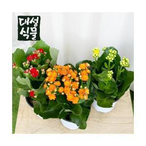 카랑코에 칼란디바 3개입 사계절 꽃모종 공기정화식물 겹카랑코에 대성식물