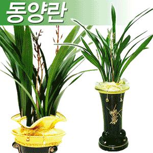 [개업/승진 베스트1위] 채홍,산천보세 동양난,호접난,심비디움[당일배송]전국2시간꽃배달/배송후문자서비스