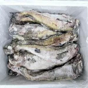 [삼풍수산] 냉동동태 10마리 명태/동태탕용