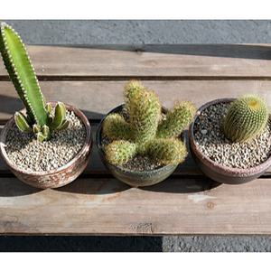 전자파차단 3종모종세트:금황환+황금사+기명각 선인장