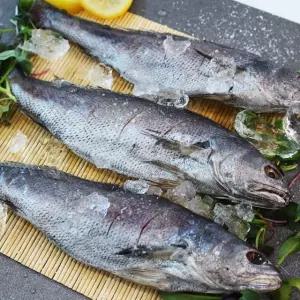 여수 반건조 민어 6마리