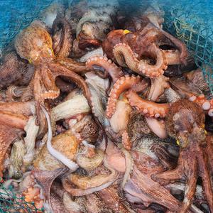 통영 자연산 활 돌문어 1kg 활문어 생물문어 