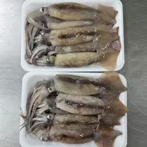 원양 급냉 초코 오징어 500g 5-7미 원양산오징어 급냉오징어 배오징어 수입 냉동 오징어 손질 오징어