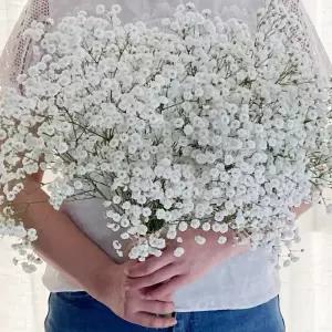 오후의 꽃 안개꽃 한단 꽃다발 셀프웨딩 부케 꽃배달 싼곳 생화택배